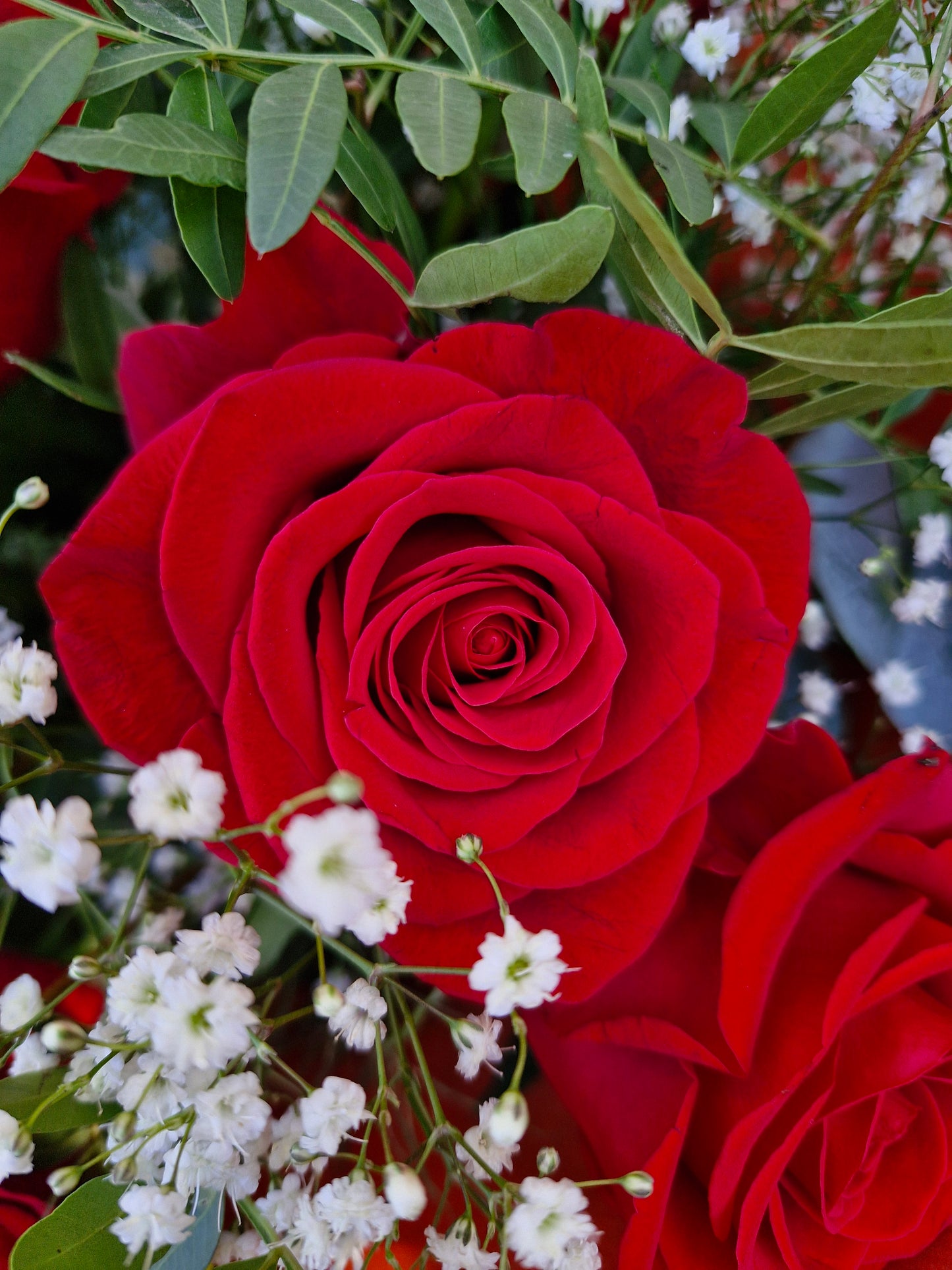 Valentines Day Roses